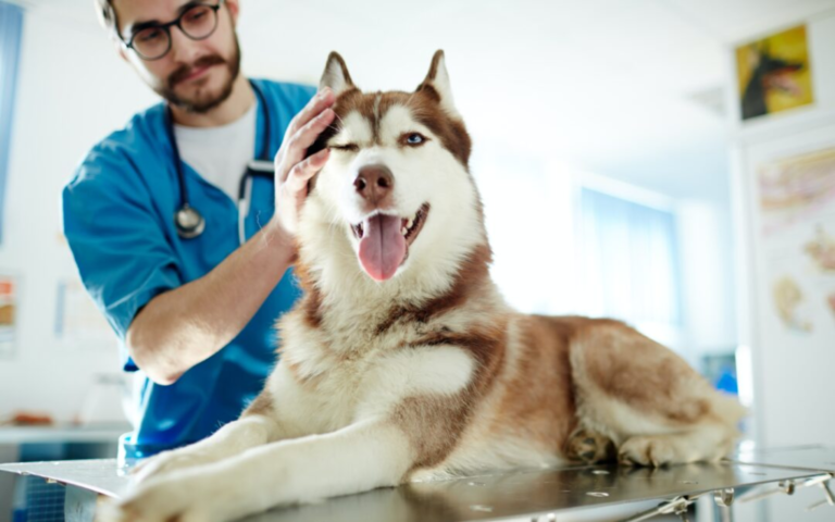 How to Prepare for Your Pet’s Wellness Exam