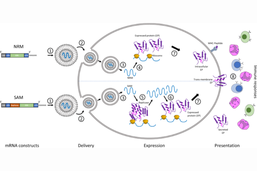 mRNA Technology